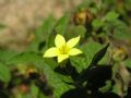 Centaurium maritimum